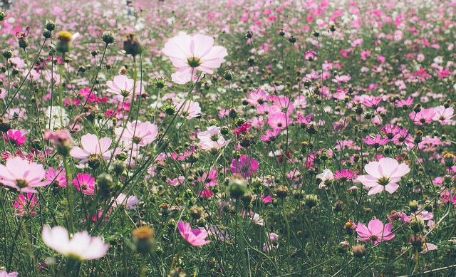 ピンクの花のコスモス畑