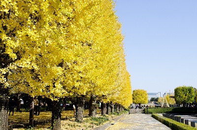 国営昭和記念公園の紅葉