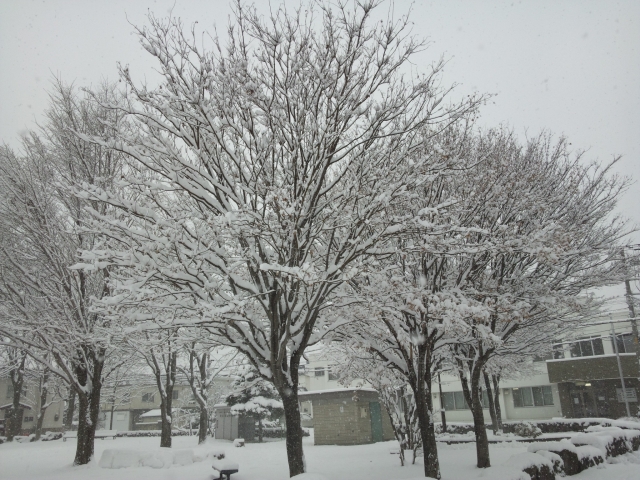 雪が積もった木々