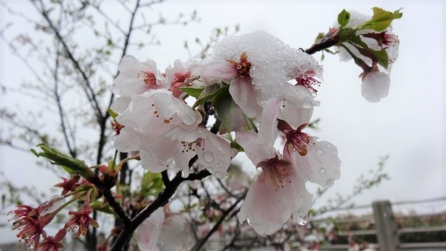 桜の花と雪