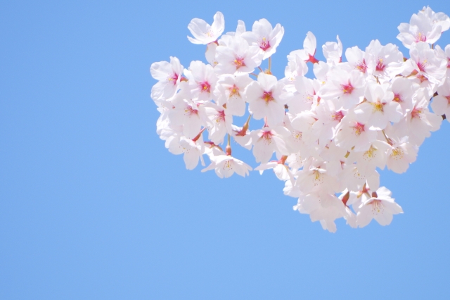 満開の桜の花と空