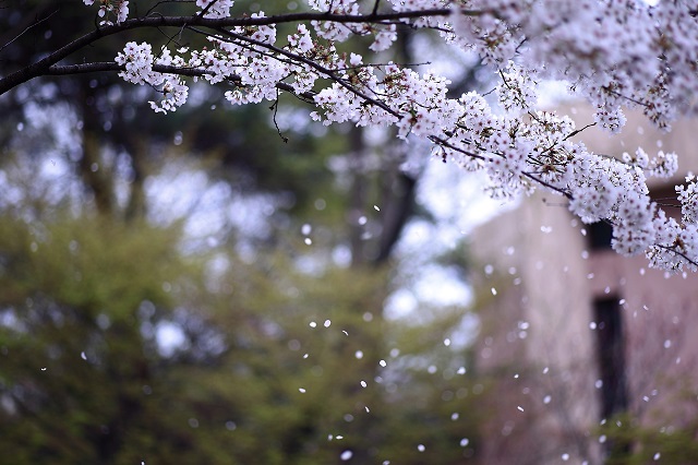 桜吹雪の風景
