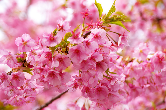 ピンクの花を咲かせた河津桜
