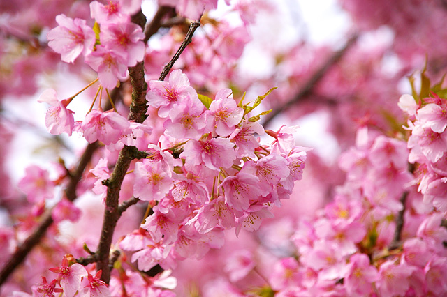 満開の河津桜の花