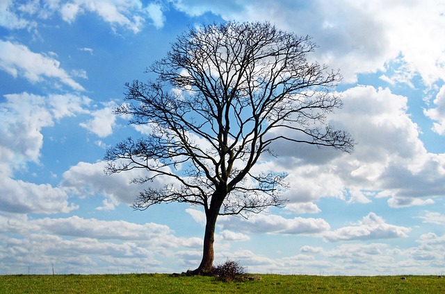 空と一本の木