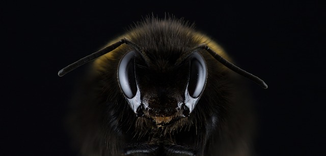 蜂の顔