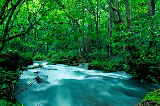 森を流れる川