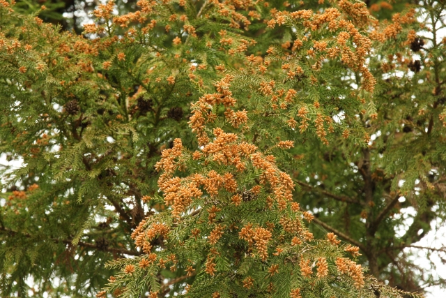 杉の木の花粉