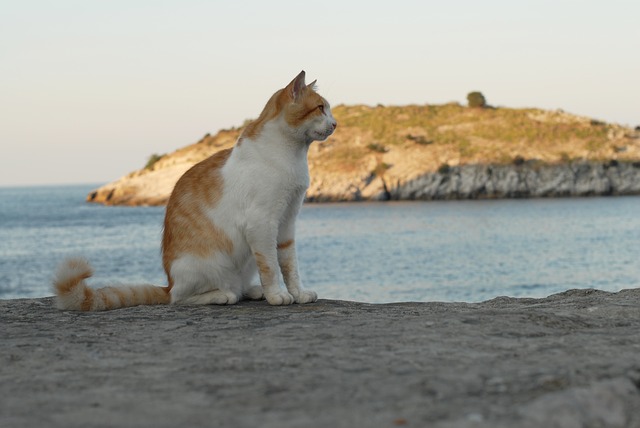 海辺に座る猫