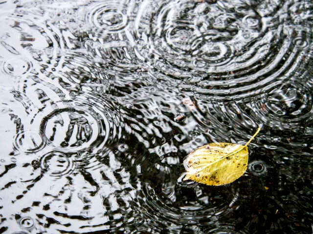 雨の日の水たまりと落ち葉