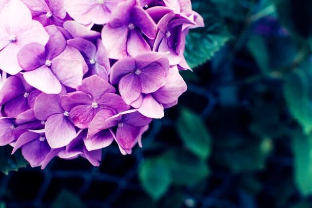 紫色のあじさいの花