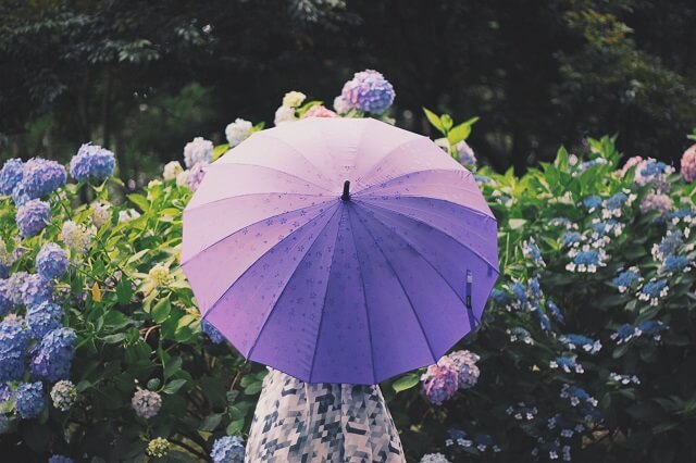 雨の日に傘をさしてあじさいを見る女性